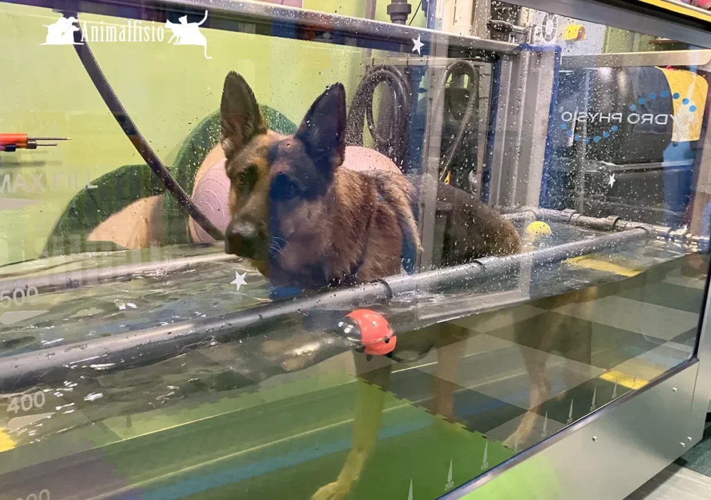 Cinta Acuática para rehabilitación de perros en Almería