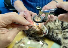 Asi curamos a un gato de problema en su ojo en almeria