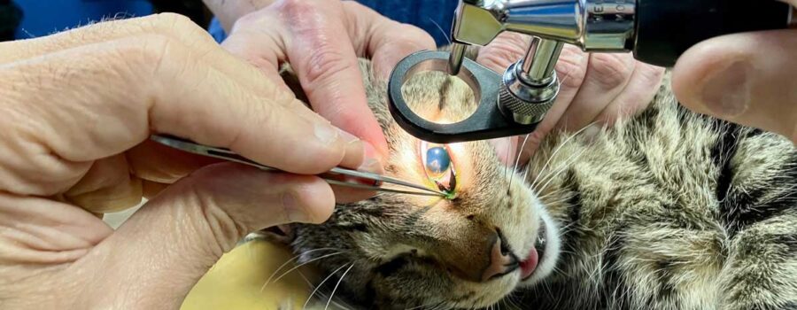 Asi curamos a un gato de problema en su ojo en almeria