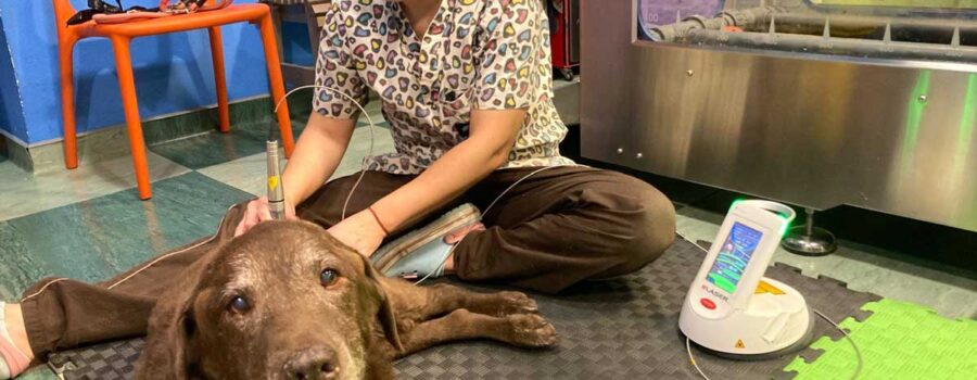 así tratamos en la clínica veterinaria de Almeria la displasia de cadera