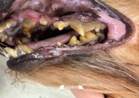 Enfermedad-periodontal-en-mascotas-Animalfisio
