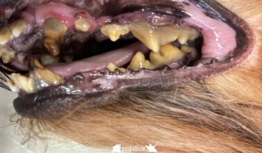 Enfermedad-periodontal-en-mascotas-Animalfisio