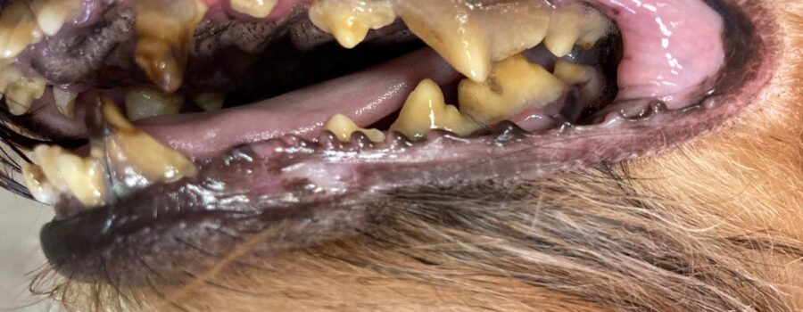 Enfermedad-periodontal-en-mascotas-Animalfisio