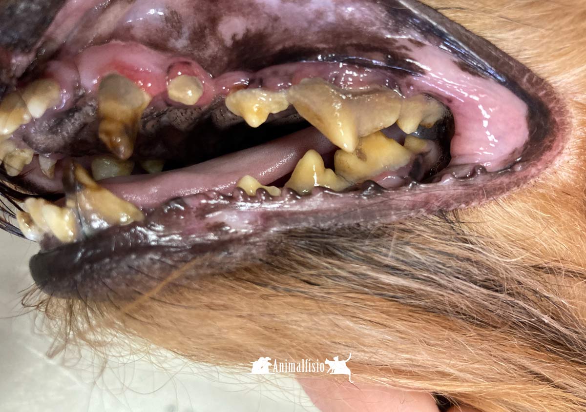 Enfermedad-periodontal-en-mascotas-Animalfisio