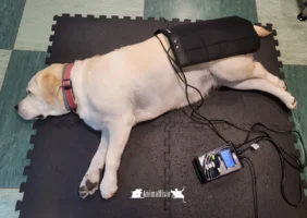 Fisioterapia mascotas en Almeria - Animalfisio