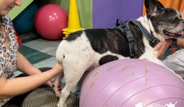 el ligamento cruzado en perros