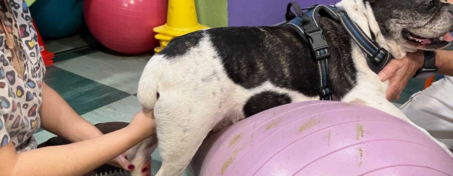 el ligamento cruzado en perros