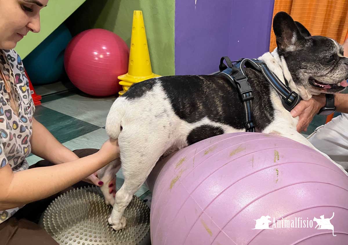 el ligamento cruzado en perros