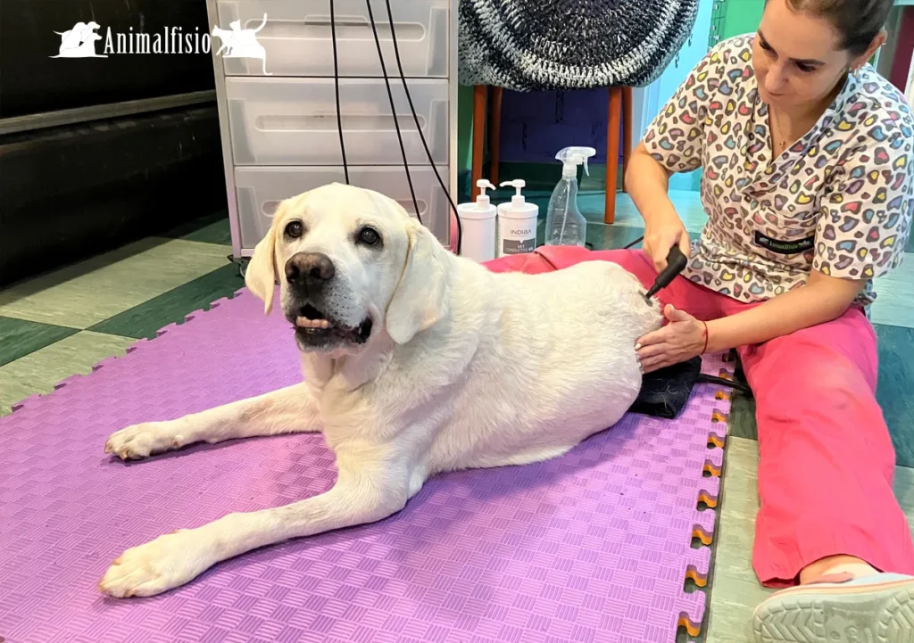 radiofrecuencia, Indiba, para aplicar en animales y aliviarles dolencias. 