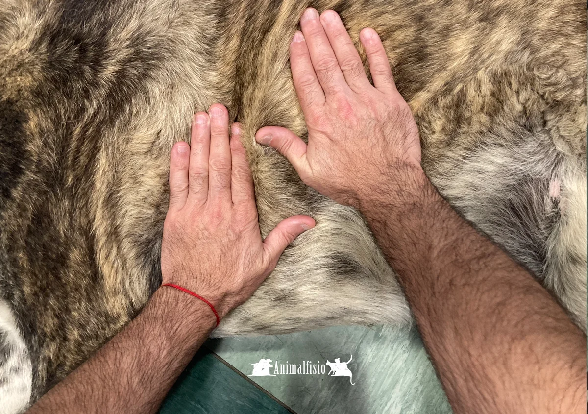 Rehabilitacion posquirúrgica para mascotas en Almeria_AnimalFisio
