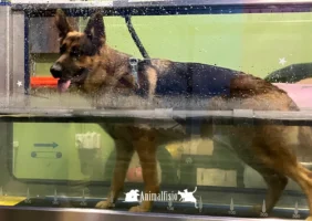 rehabilitación de un perro en almeria tras una cirugía