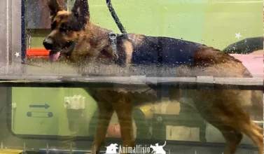 rehabilitación de un perro en almeria tras una cirugía