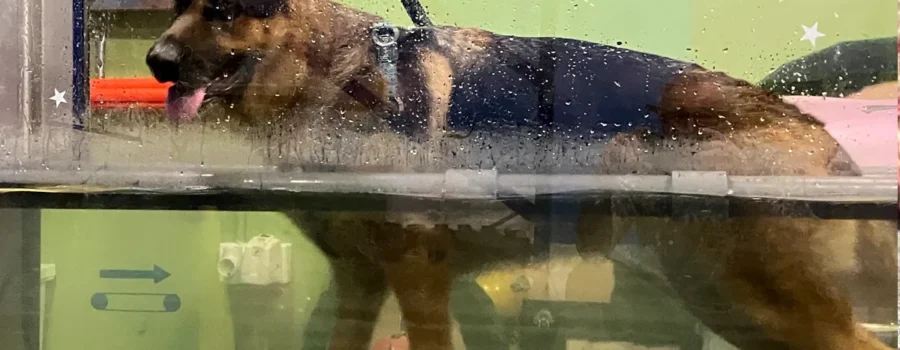 rehabilitación de un perro en almeria tras una cirugía