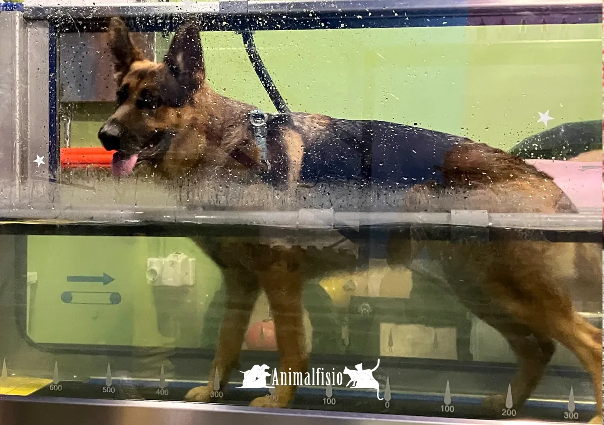 rehabilitación de un perro en almeria tras una cirugía