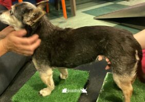 Tratamientos-naturales-para-aliviar-Animalfisio
