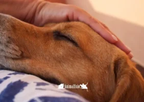animal fisio, beneficios fisioterapia en animales