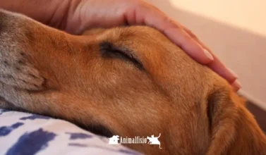 animal fisio, beneficios fisioterapia en animales