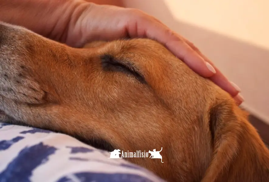 animal fisio, beneficios fisioterapia en animales