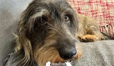 Como deducirse los gastos de veterinario de la renta en andalucía