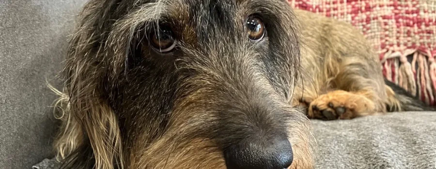 Como deducirse los gastos de veterinario de la renta en andalucía