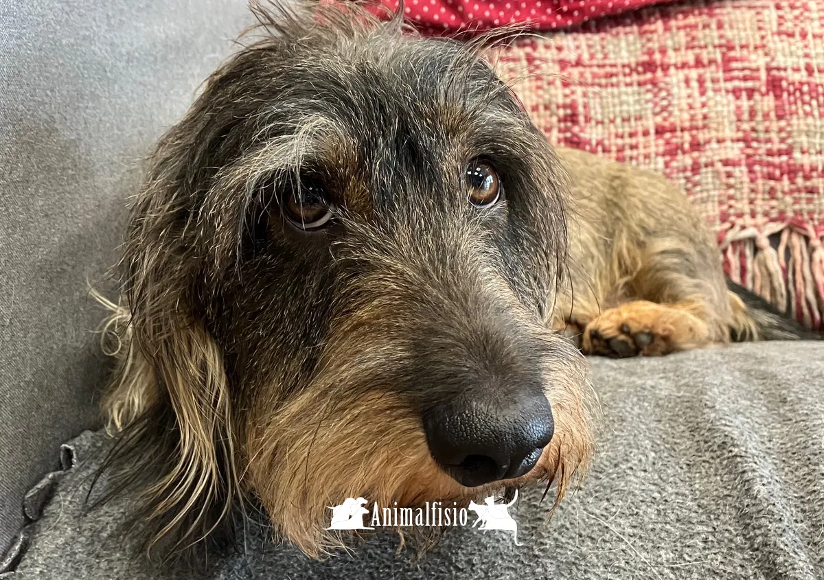 Como deducirse los gastos de veterinario de la renta en andalucía