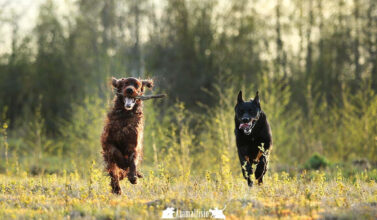 medicina holistica veterinaria en Almería