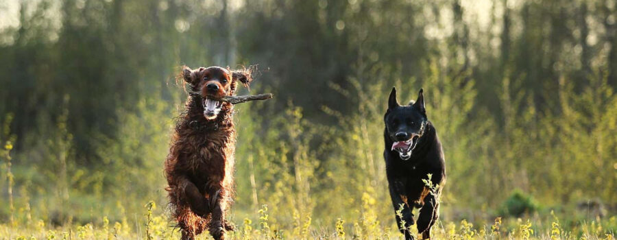 medicina holistica veterinaria en Almería