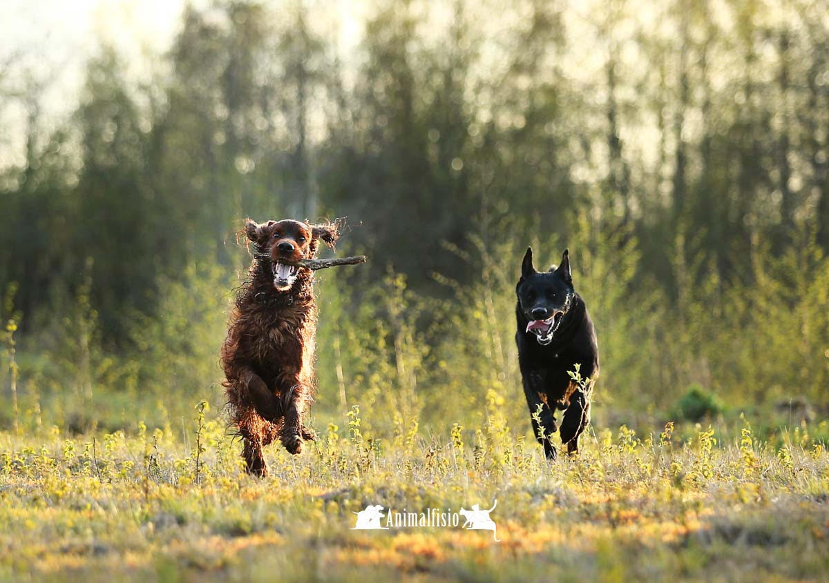 medicina holistica veterinaria en Almería