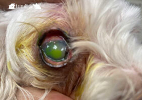 Un ojo seco de un perro en Almería