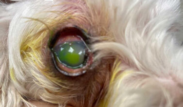 Un ojo seco de un perro en Almería