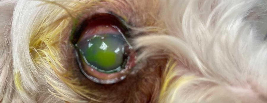 Un ojo seco de un perro en Almería