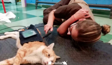 rehabilitacion gatos veterinaria en Almeria