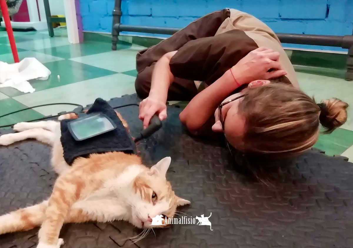 rehabilitacion gatos veterinaria en Almeria